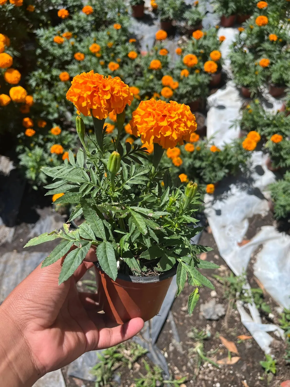 Terciopelo (Celosia)